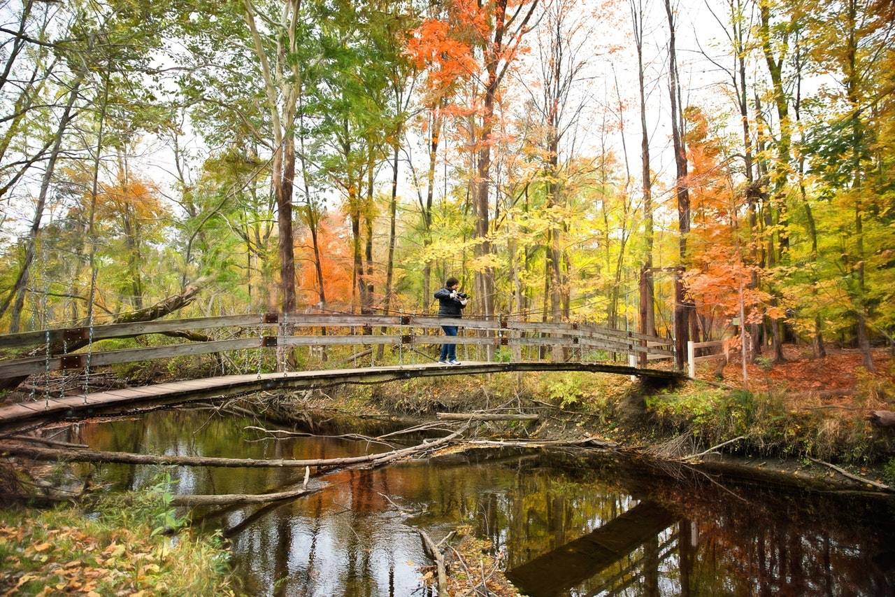 Wald Brücke