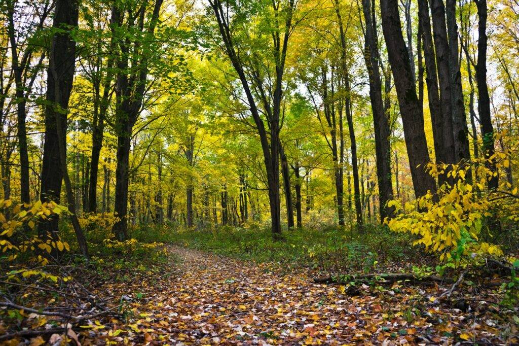 Waldweg