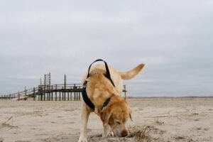 Hund beim Spaziergang im Wattenmeer