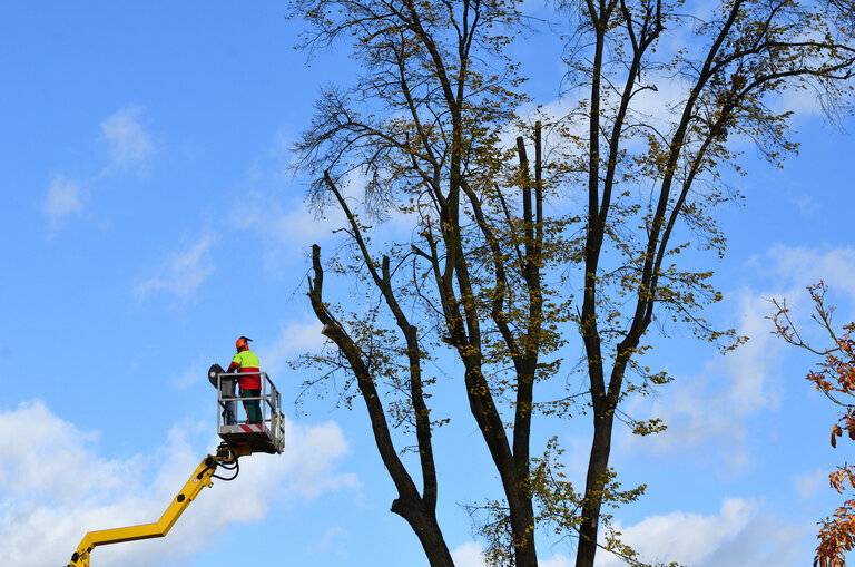 Arbeiter beim Beschneiden eines Baumes nach Sturm Herbst 2017 Berlin Brandenburg